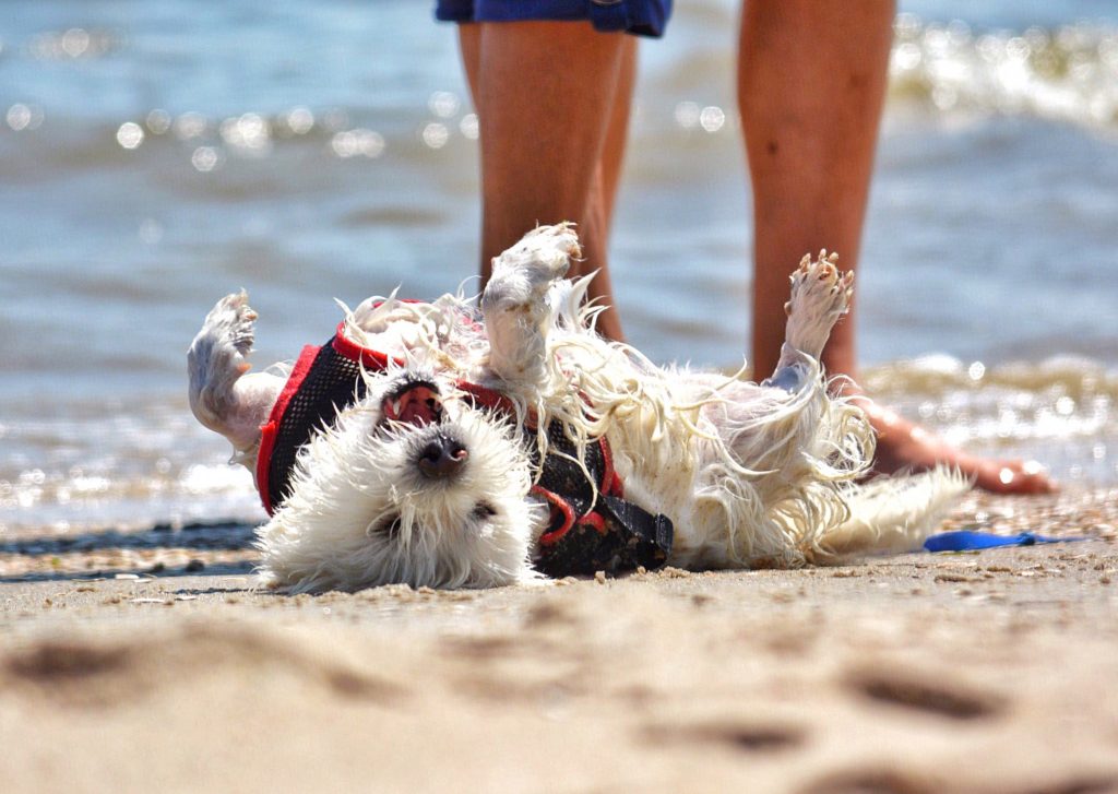 spiagge per cani