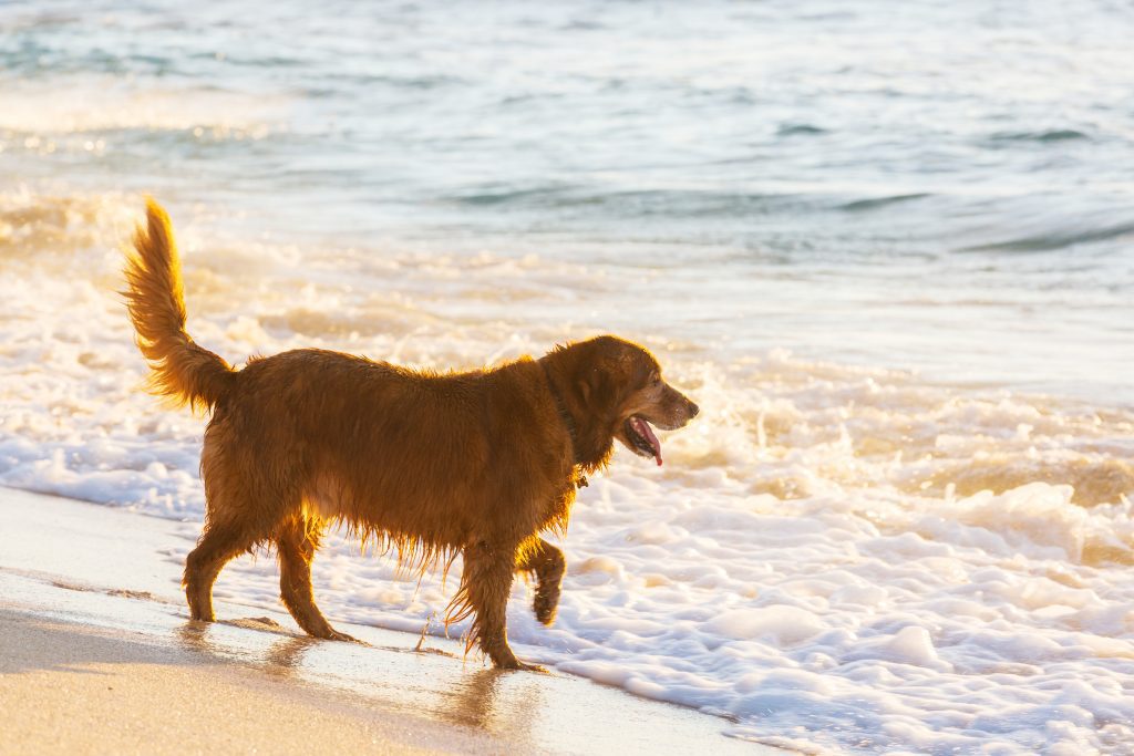 spiagge per cani