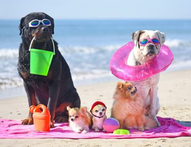 spiagge per cani