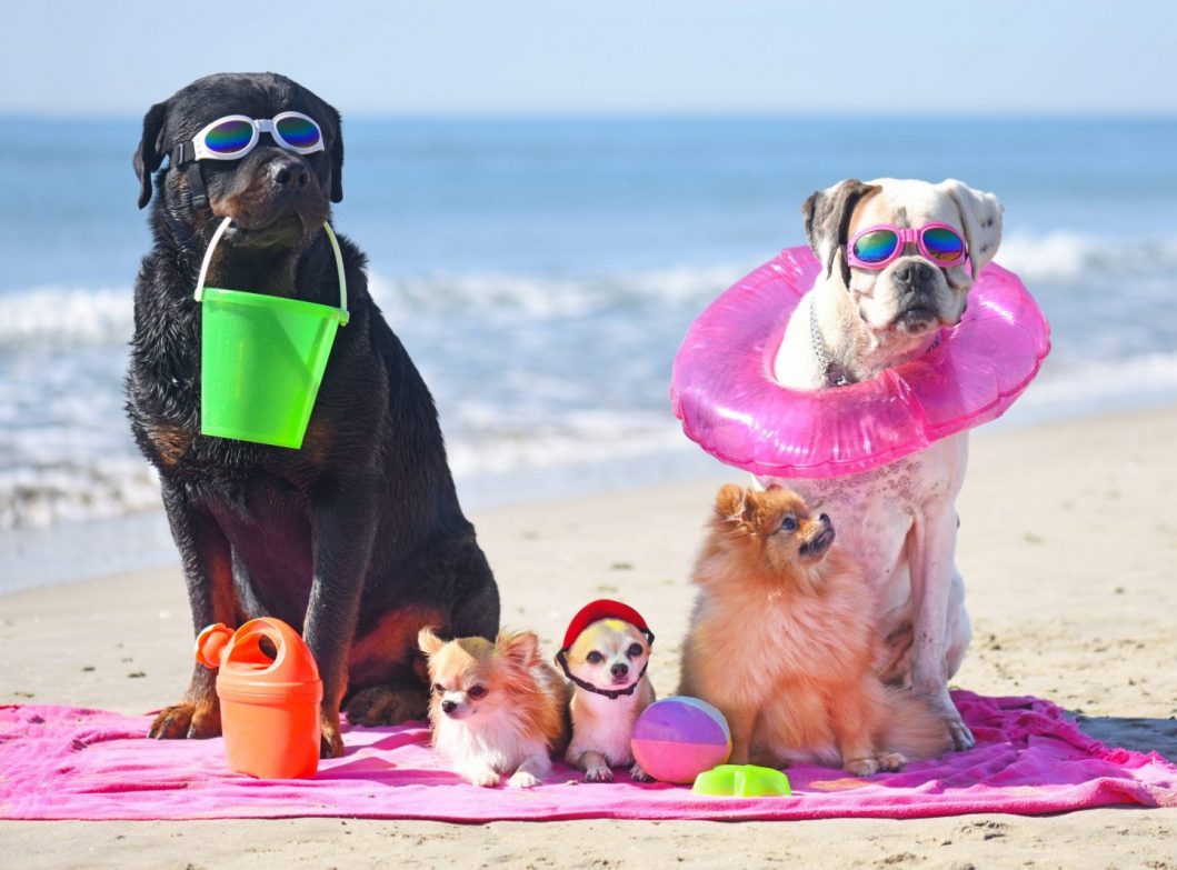 spiagge per cani